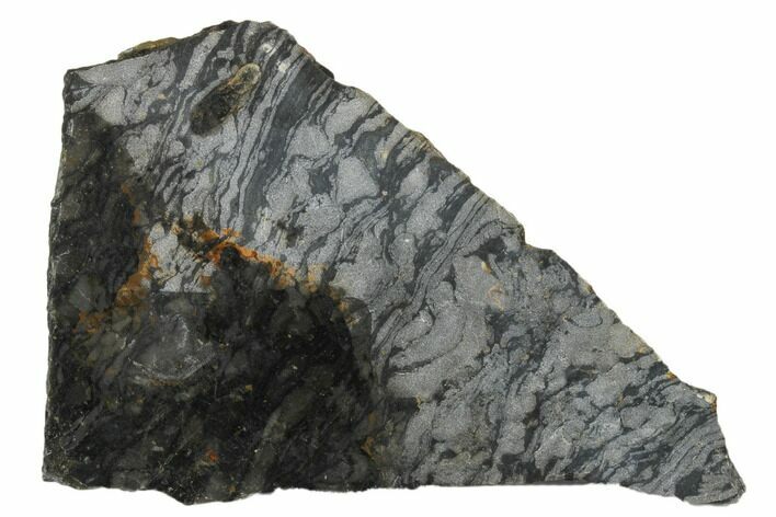 Polished Stromatolite (Alcheringa) Slab - Billion Years #180005